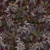 Claret
